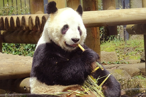 上野動物園