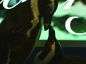 ペンギンのいるＢＡＲ