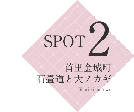 SPOT2 首里金城町石畳道と大アカギ Shuri kinjo town